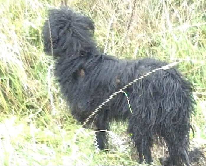 Спасли дворового пса