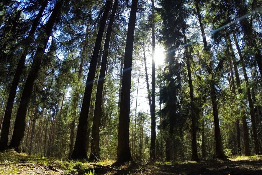 В бюджеты всех уровней за использование ярославских лесов за год поступило около 280 миллионов рублей