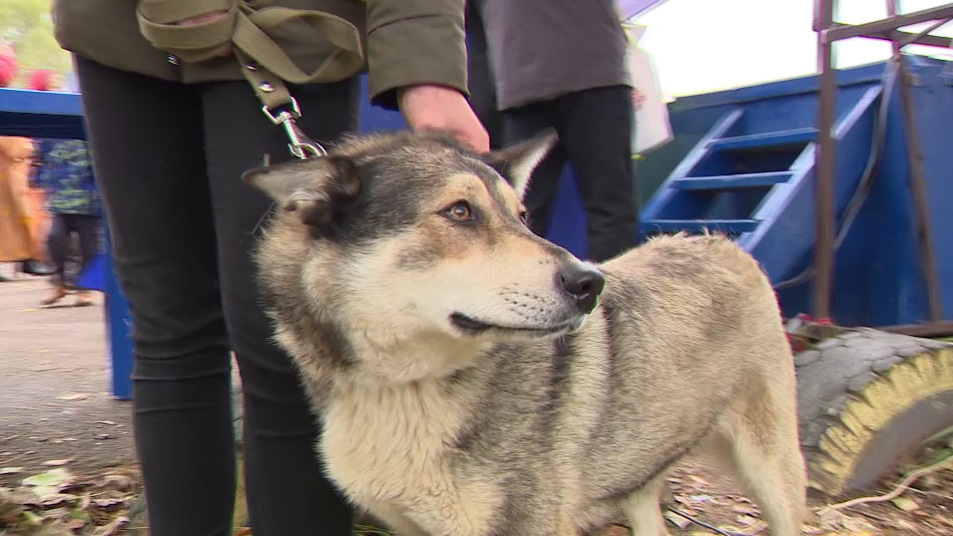 В Тутаеве отметили Всемирный день защиты животных