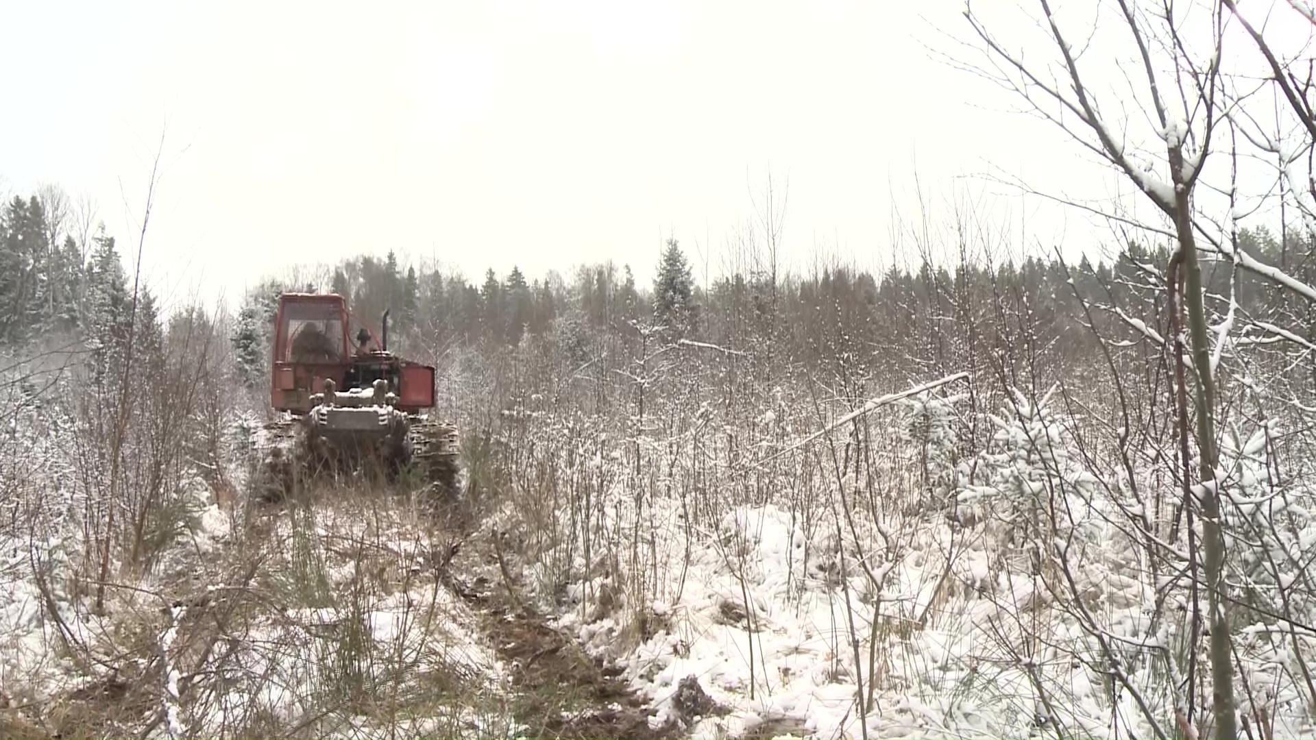В регионе продолжают ухаживать за молодыми посадками, чтобы росли сильными и крепкими