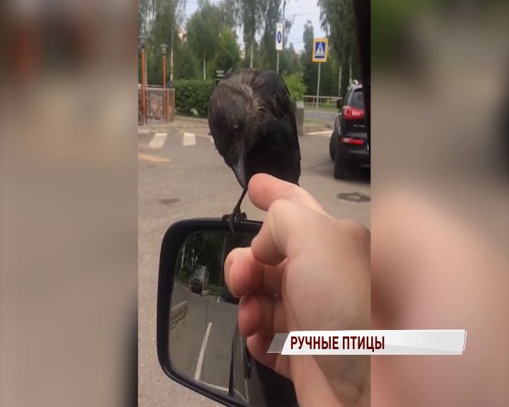 Наглая ручная галка требовала вкусняшек от рыбинского водителя