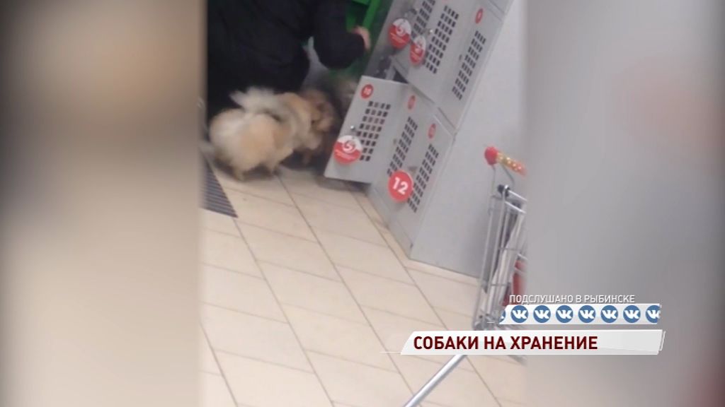 ВИДЕО: Жительница Рыбинска сдала шпицев в камеру хранения