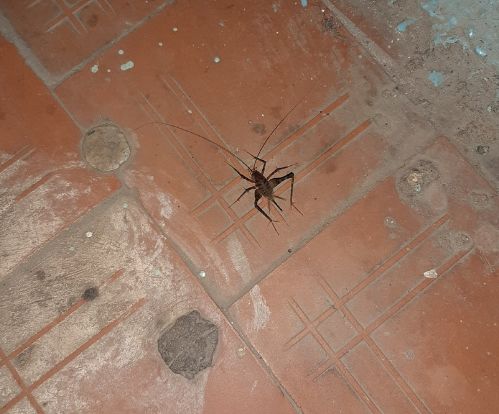 Ярославцы нашли в своей квартире Чужого