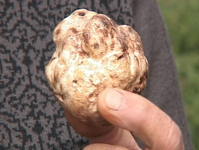 Трюфели в даниловских лесах