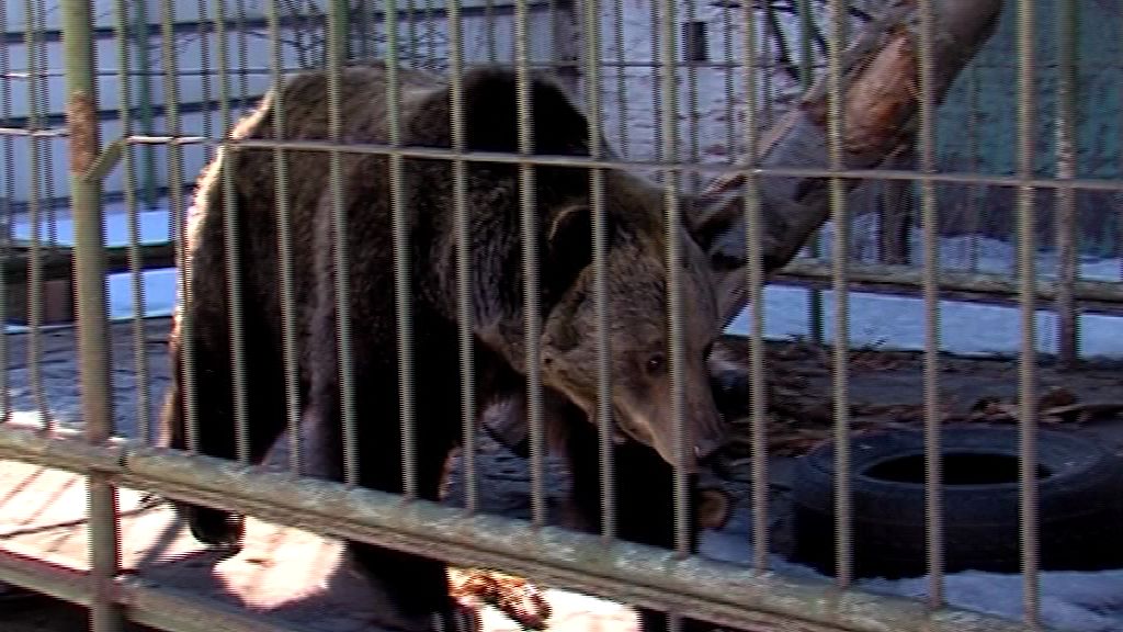 Медведица Маша впала в спячку