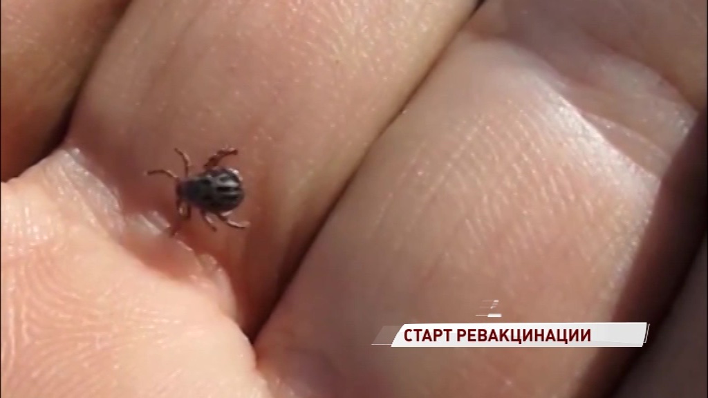 В Ярославской области стартует ревакцинация от клещей