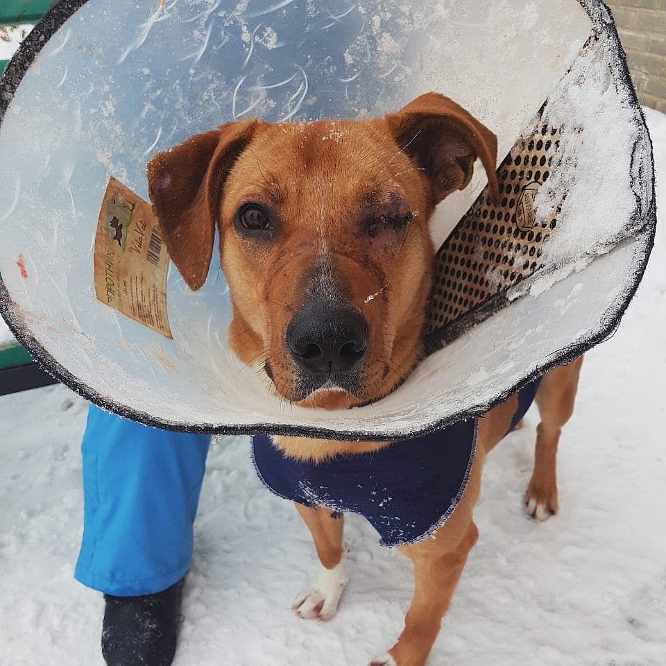 Дворнягу, которую избили битой в Ярославле, успешно прооперировали