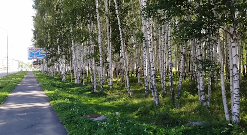 В Рыбинске пройдут повторные публичные слушанья по застройке в березовой роще