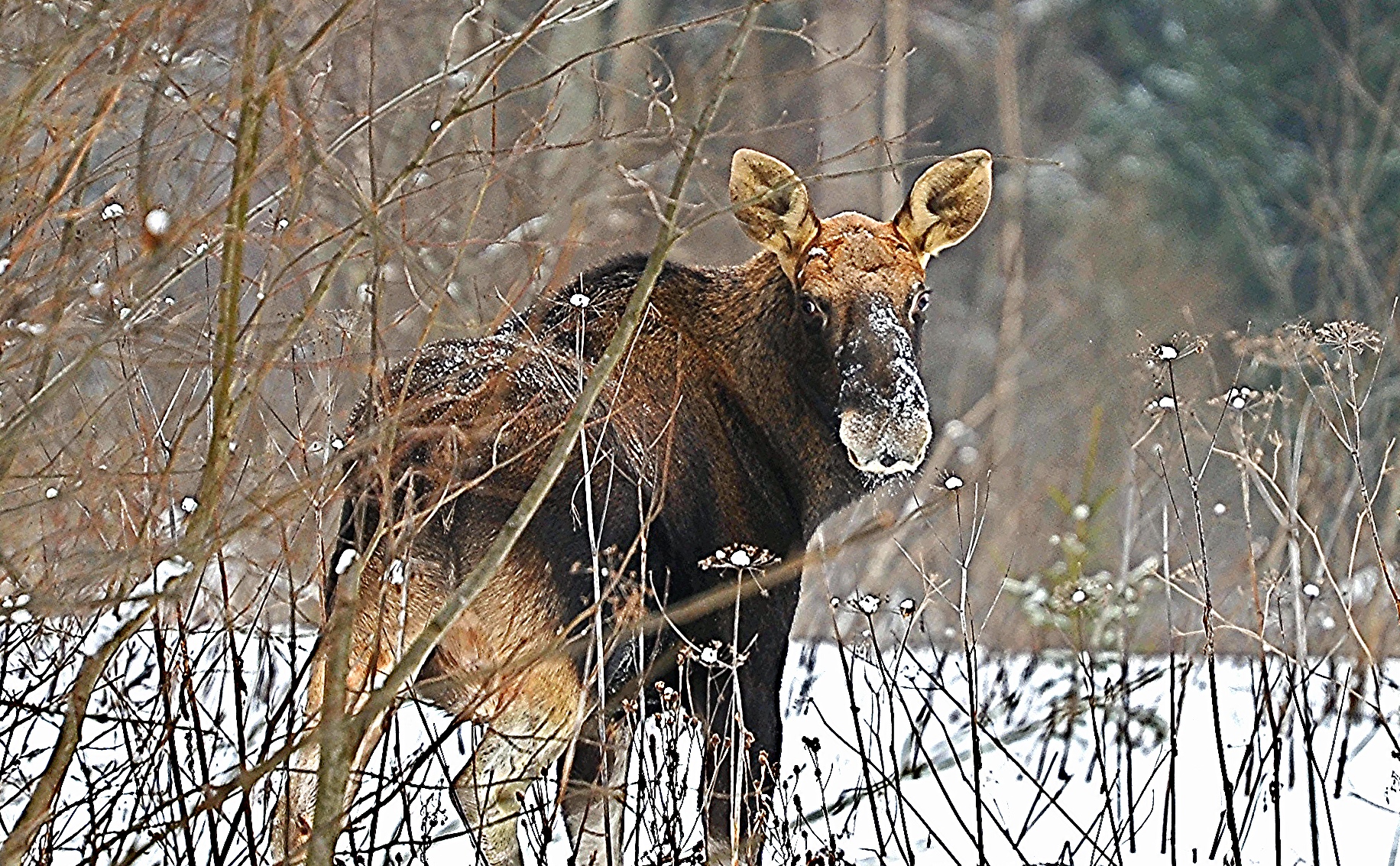 Против ярославцев, незаконно убивших лося, возбудили уголовное дело