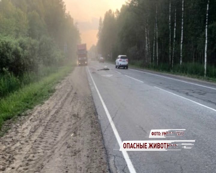Лоси на дорогах: легковушки протаранили сохатых в Ярославской области