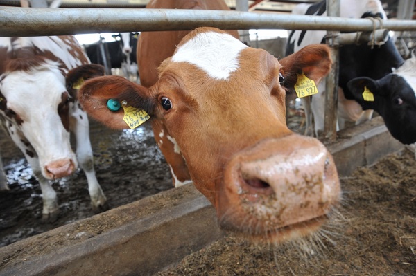 В Ярославской области надои молока увеличились