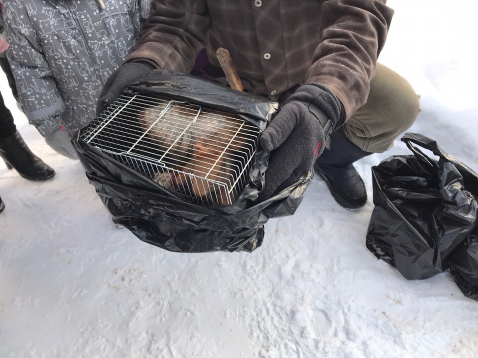 В Карякинском парке поселились пять белок