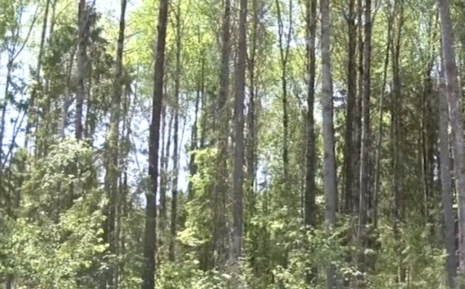 Жительница Гаврилов-Ямского района заблудилась в лесу из-за медведя