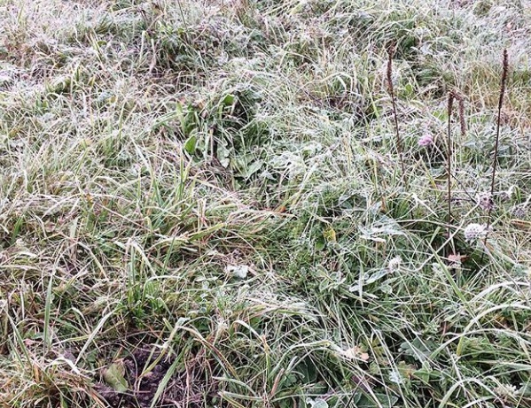 На территории Ярославской области ударили заморозки: МЧС опубликовало экстренное предупреждение