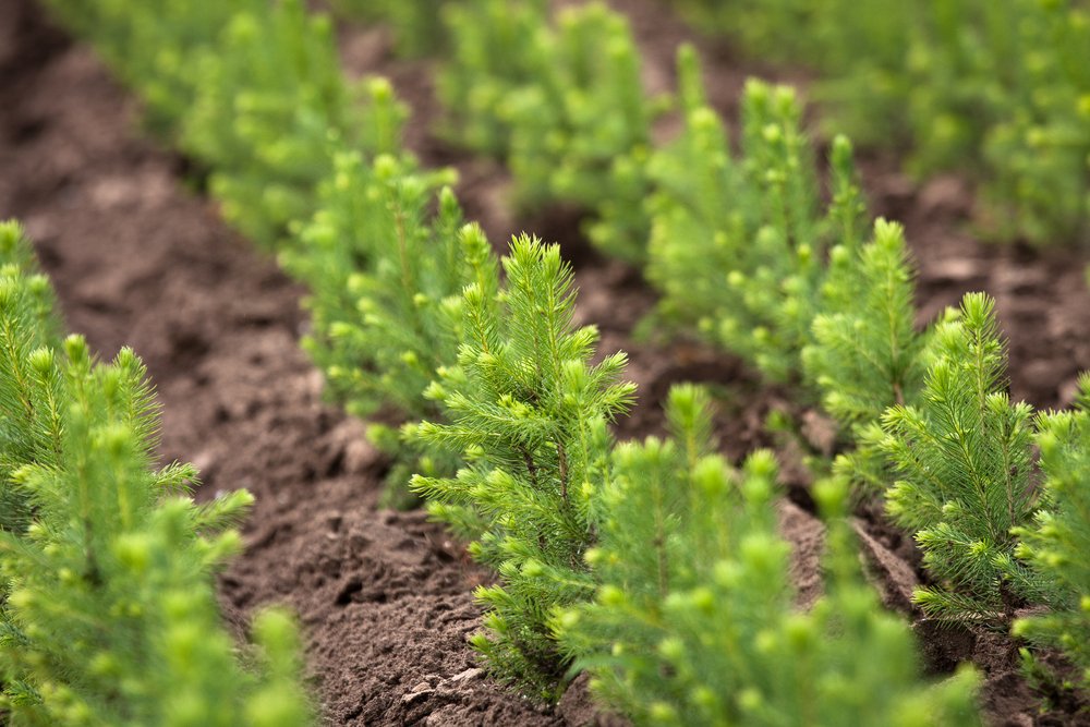 В Ярославской области в будущем году планируют высадить более шести миллионов елей
