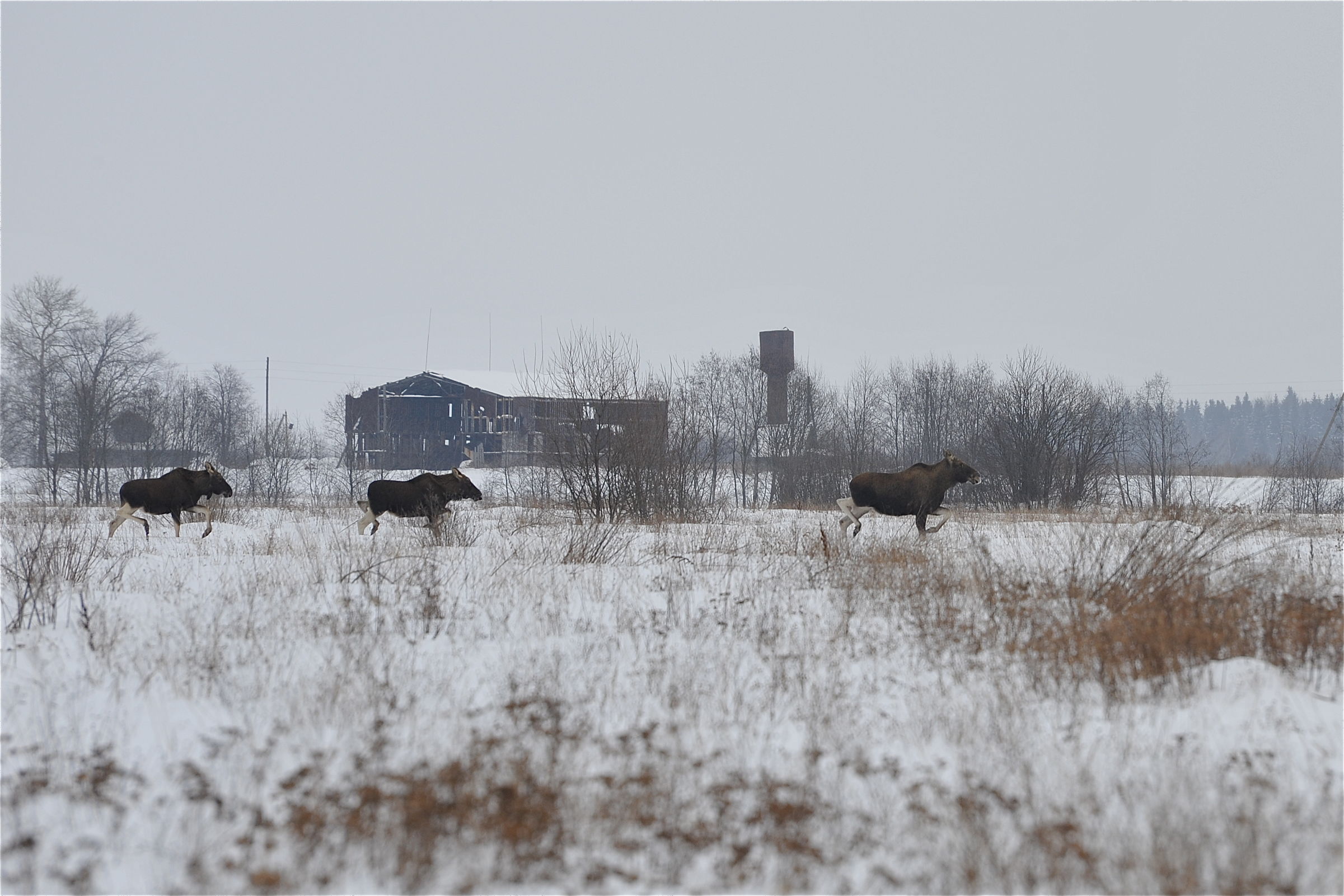 В Ярославской области задержали мужчину, незаконно охотившегося на лосей