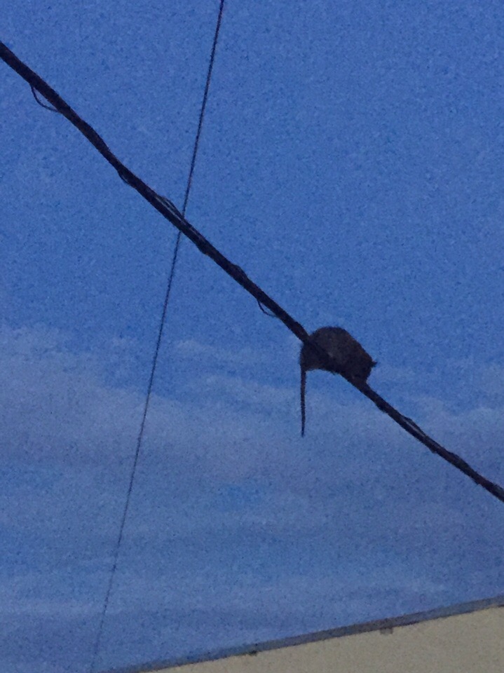 Цирк отдыхает: ярославцы запечатлели крысу-канатоходца в центре города