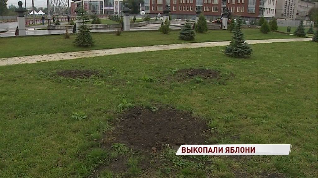 Из Ярославского сквера похитили саженцы яблонь