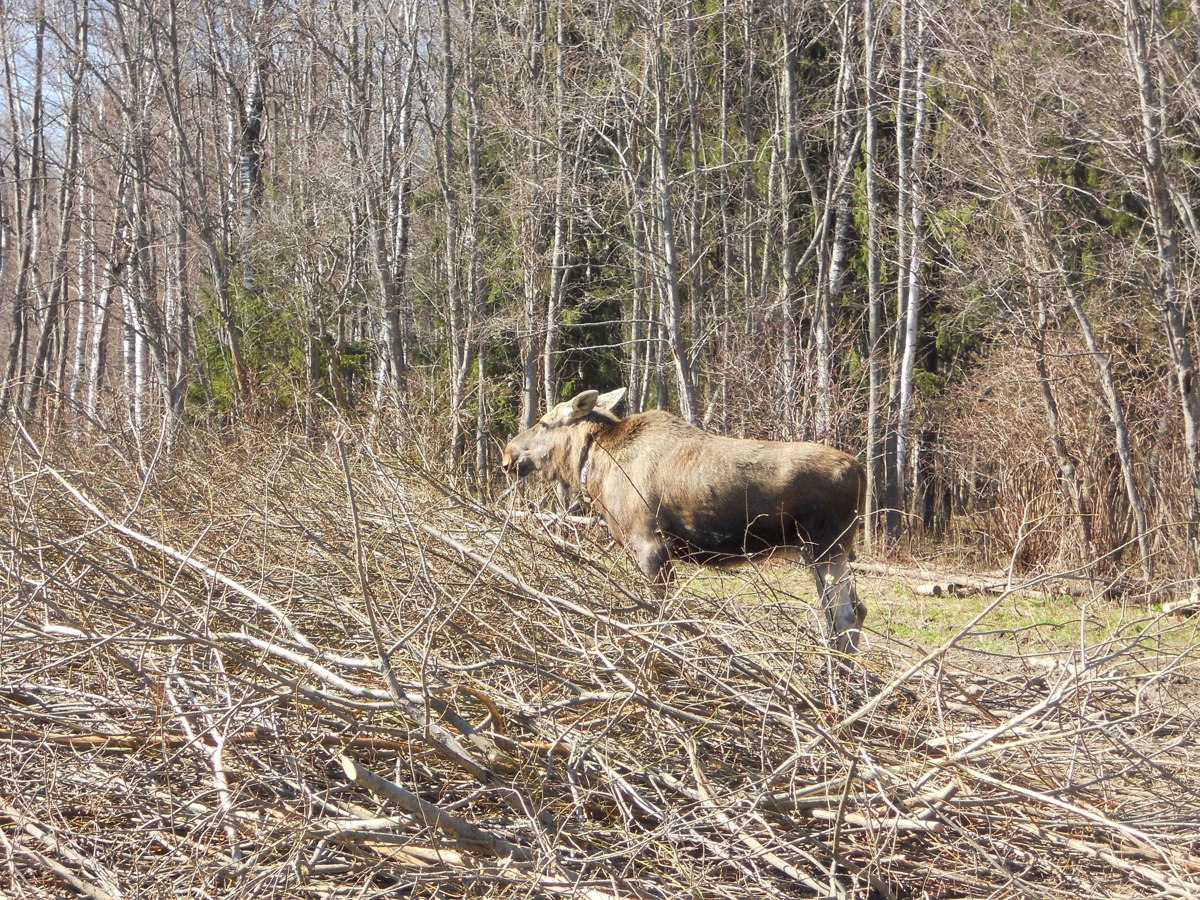 В ярославских лесах обитает около 300 видов позвоночных животных