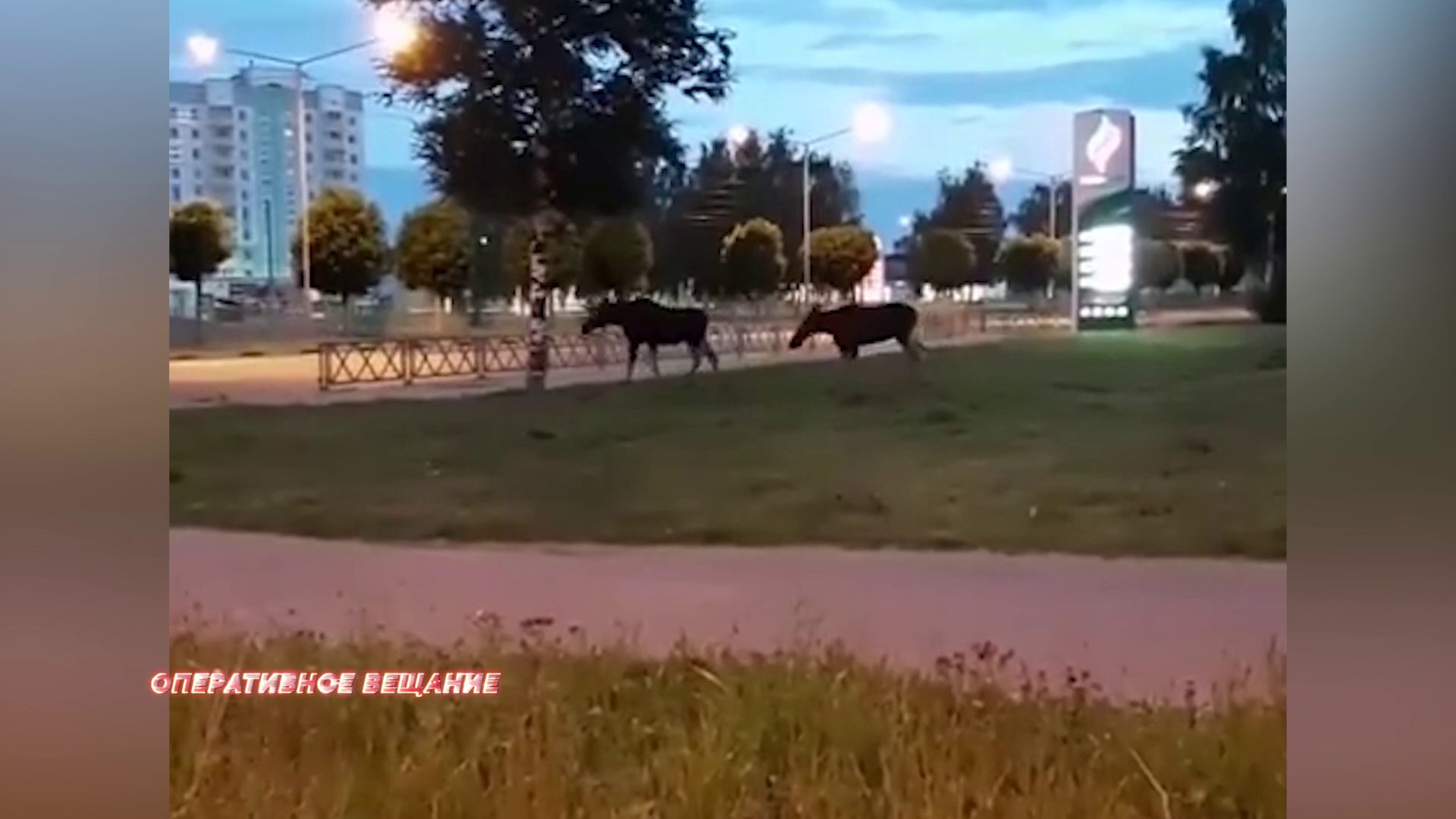 Лоси вновь навестили жителей Ярославля