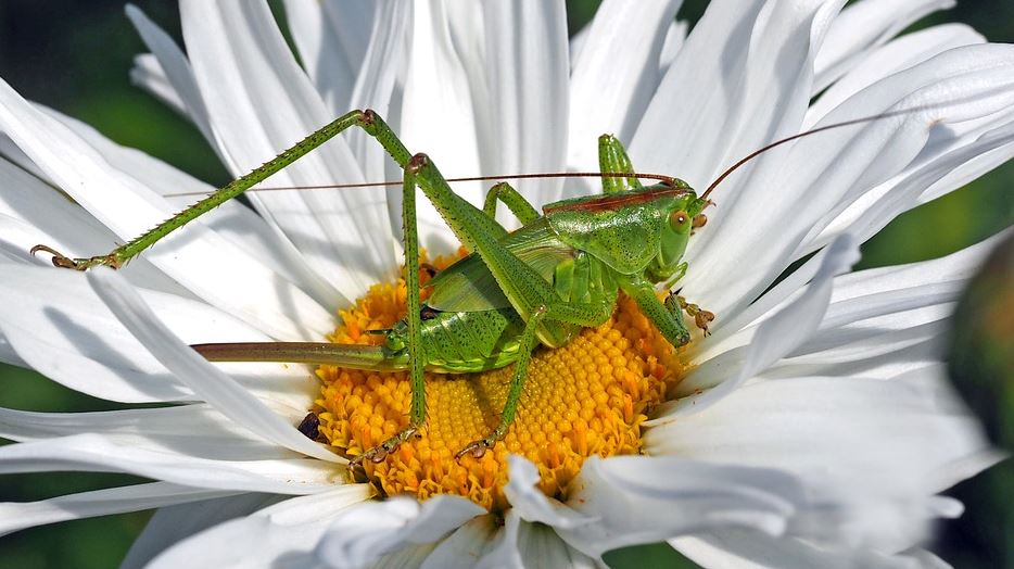 Американские ученые хотят использовать саранчу в военных целях