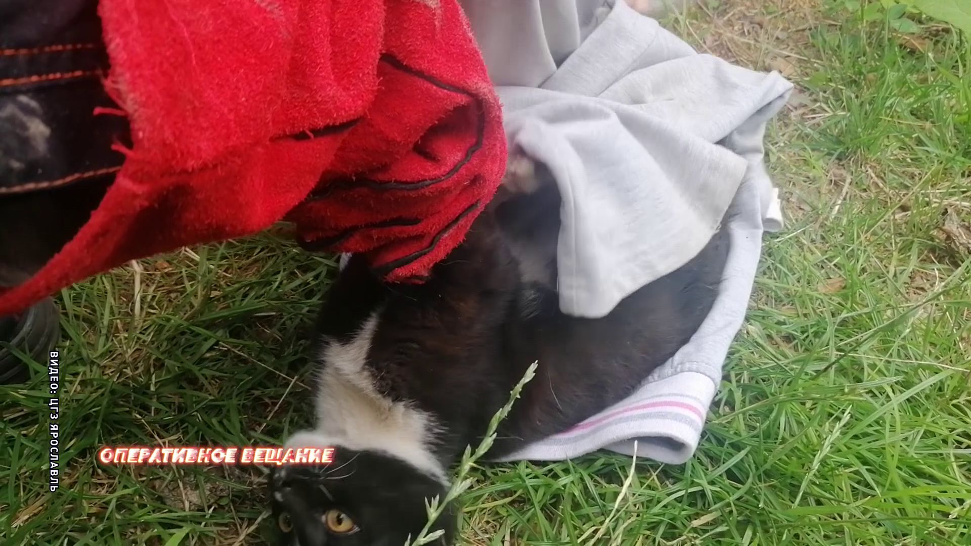 В Ярославле кот застрял в моторном отсеке автомобиля