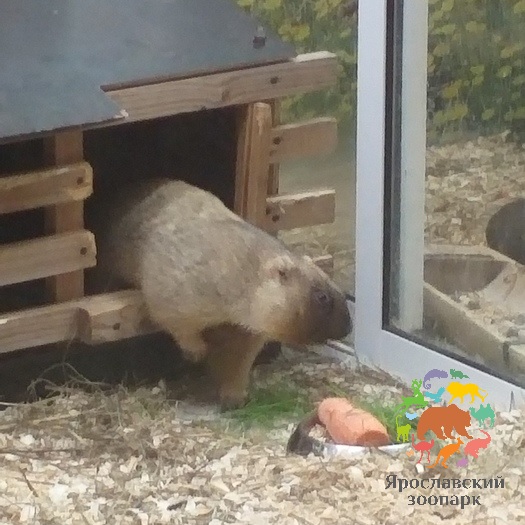 Сурок Федор предсказал раннюю весну