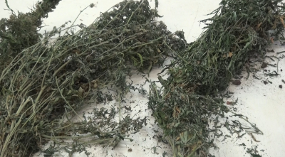 В Ярославской области нашли несколько плантаций конопли