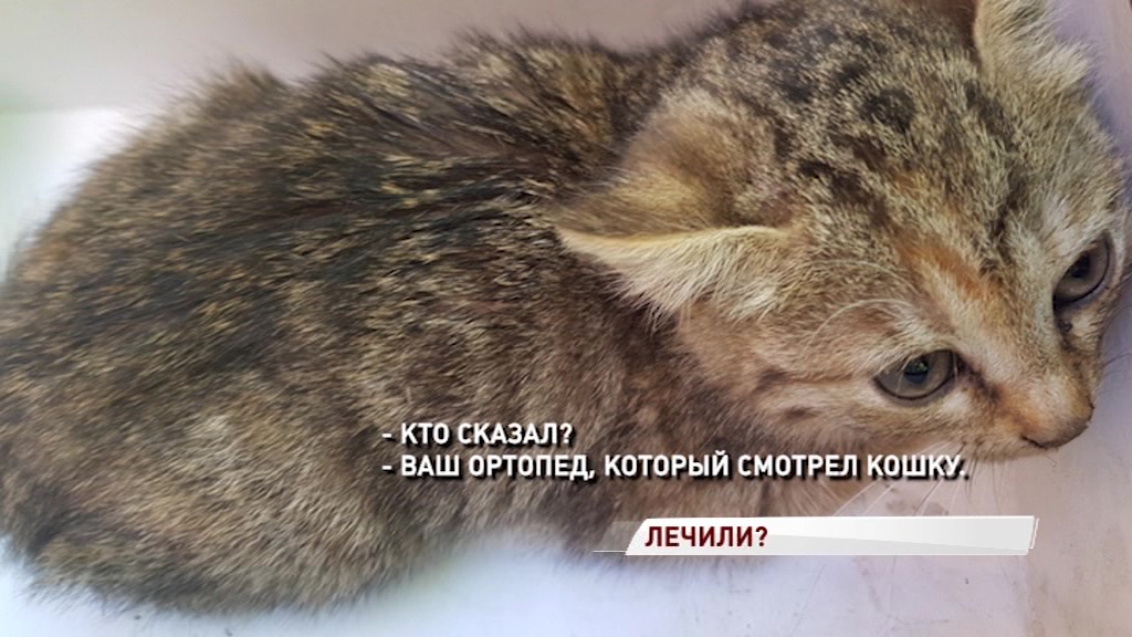 Ветеринарная клиника взяла деньги за лечение котенка и даже не попыталась ему помочь