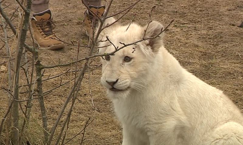 Львица Лавина пропала из своего вольера в зоопарке: что произошло