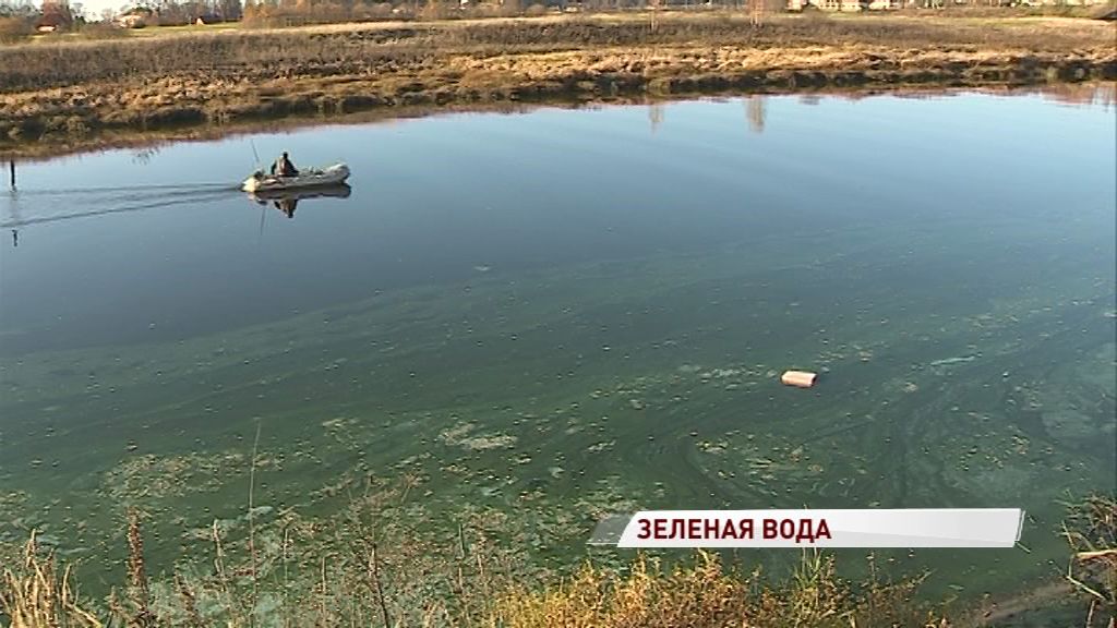 В области зацвела река Ить: жители обеспокоены гибелью рыб и лягушек