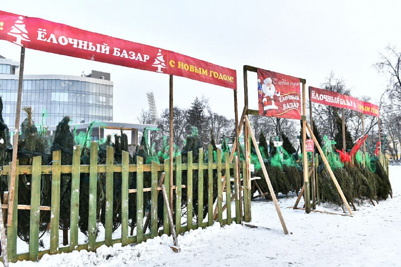 В Ярославле открылись елочные базары: адреса