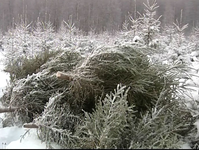 Борьба с еловыми браконьерами