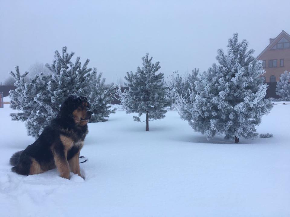 Депутат облдумы просить помочь найти сбежавшую собаку