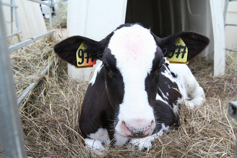 В Ярославской области в прошлом году произвели более 290 тысяч тонн молока