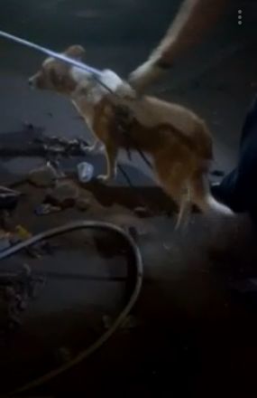 Спасатели ЦГЗ уговорили дворнягу выбраться из «западни» на парковке