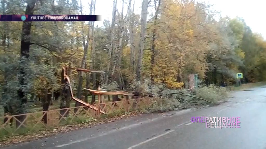 Большое дерево рухнуло на улице Щепкина