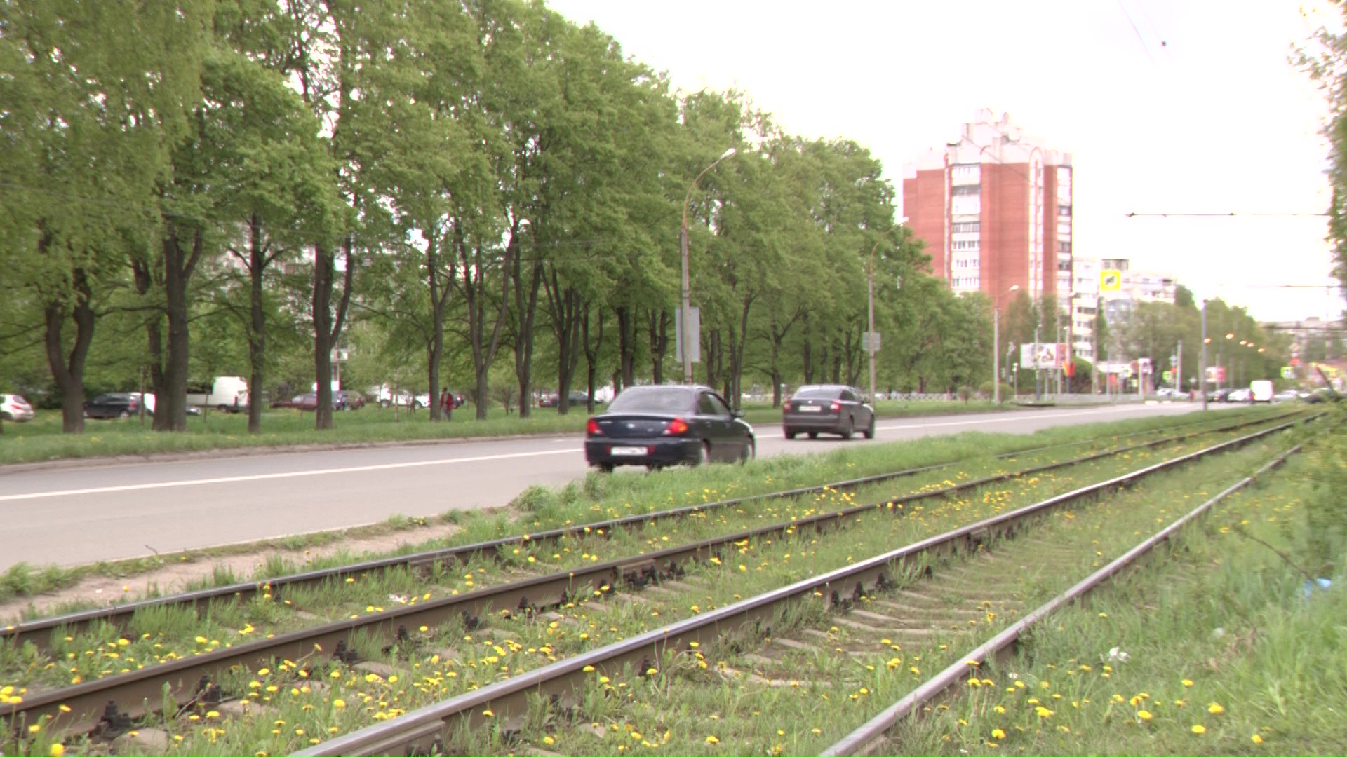 Медведь, напавший на ярославца, мог содержаться в неволе