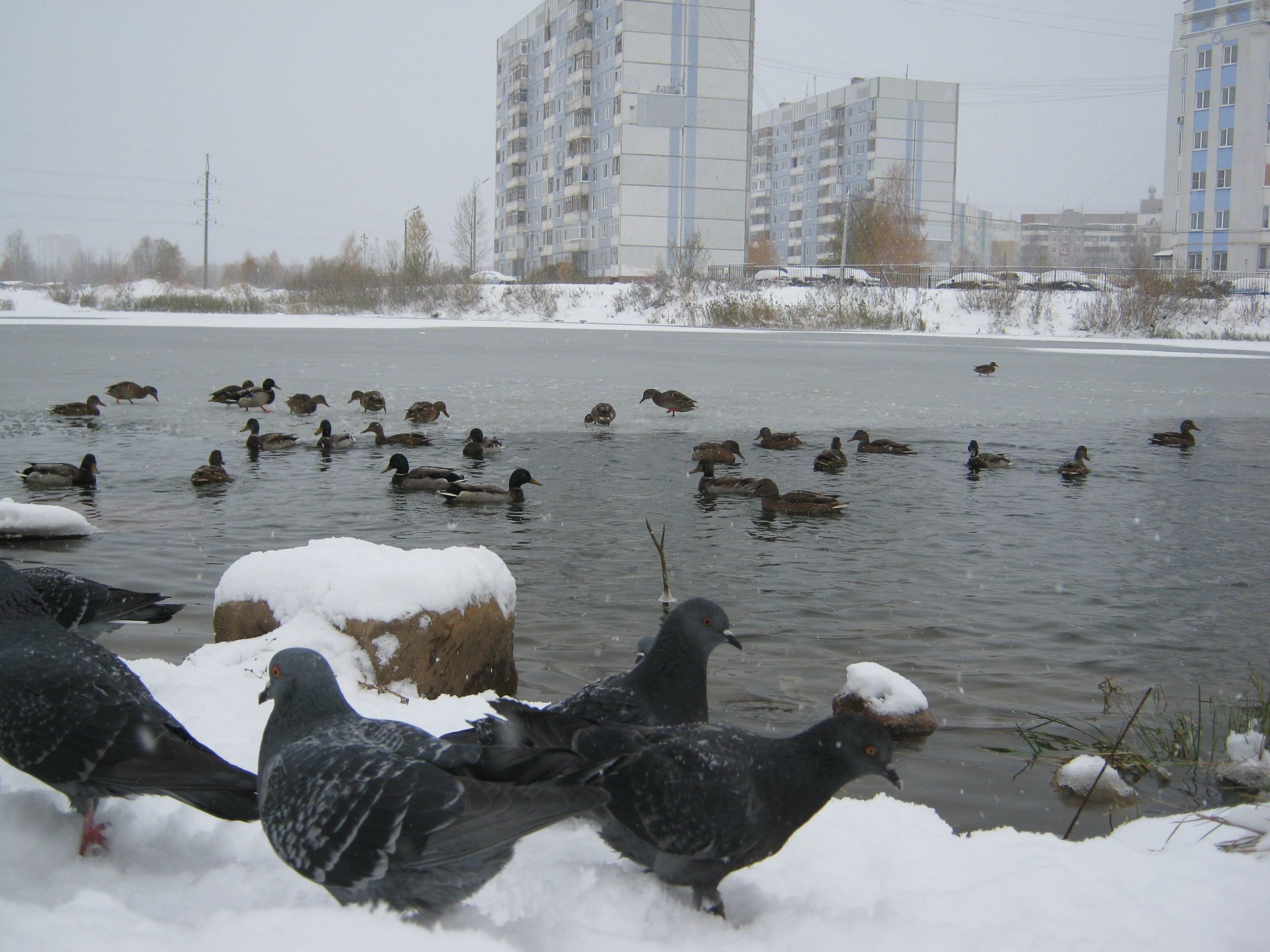 Рождественские морозы отменяются: Гидрометцентр спрогнозировал «мягкую зиму» в январе