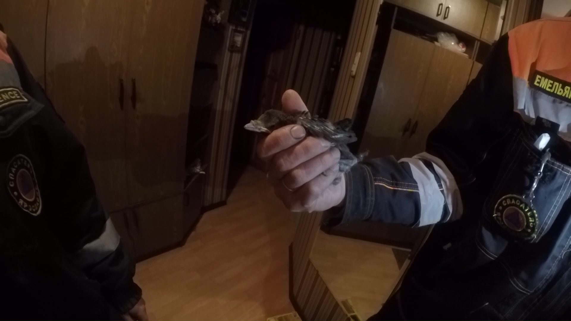 Надоел чирикать в вентиляции: сотрудникам ЦГЗ пришлось вызволять птицу из квартиры