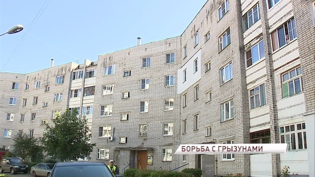 Грызуны атакуют: управдом Заволжского района активно борется с крысами