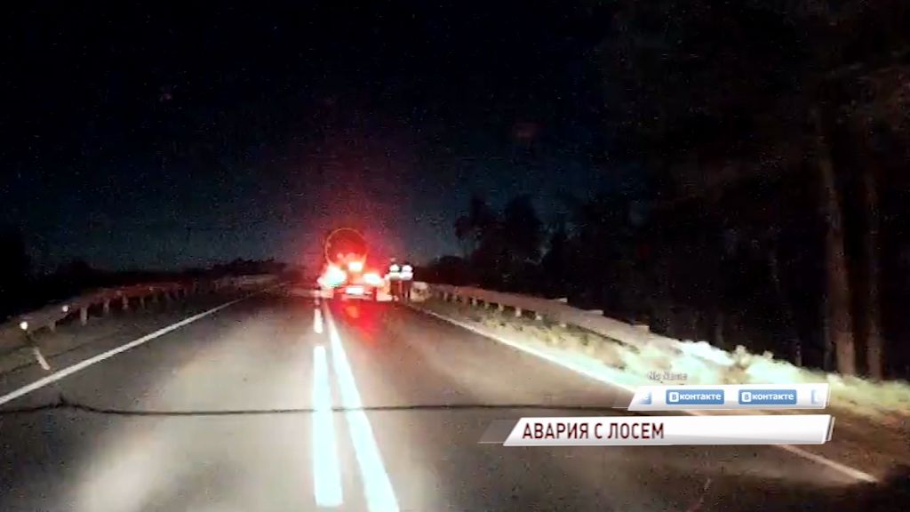 На угличской трассе бензовоз сбил лося