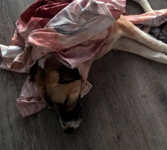 По Ярославлем ради забавы неизвестные подстрелили собаку