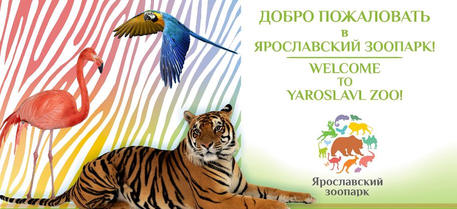 В Ярославский зоопарк привезут львицу, которую отняли у фотографа