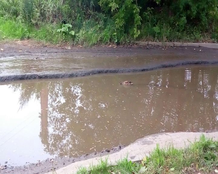 Утка вместо озера выбрала огромную лужу на улице Громова в Ярославле