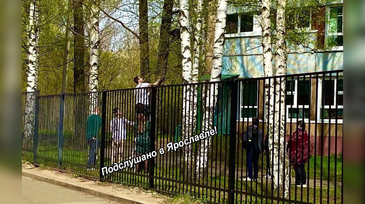 Гимназисты из Ярославля спасли попавшую в ловушку кошку