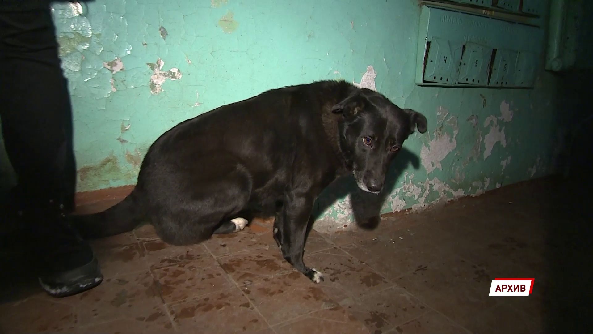 За жесткое обращение с животными могут появиться административные штрафы