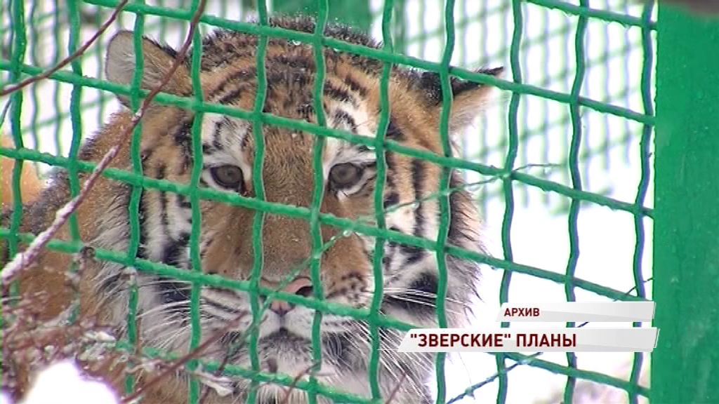 Амурской тигрице Яшме ищут партнера