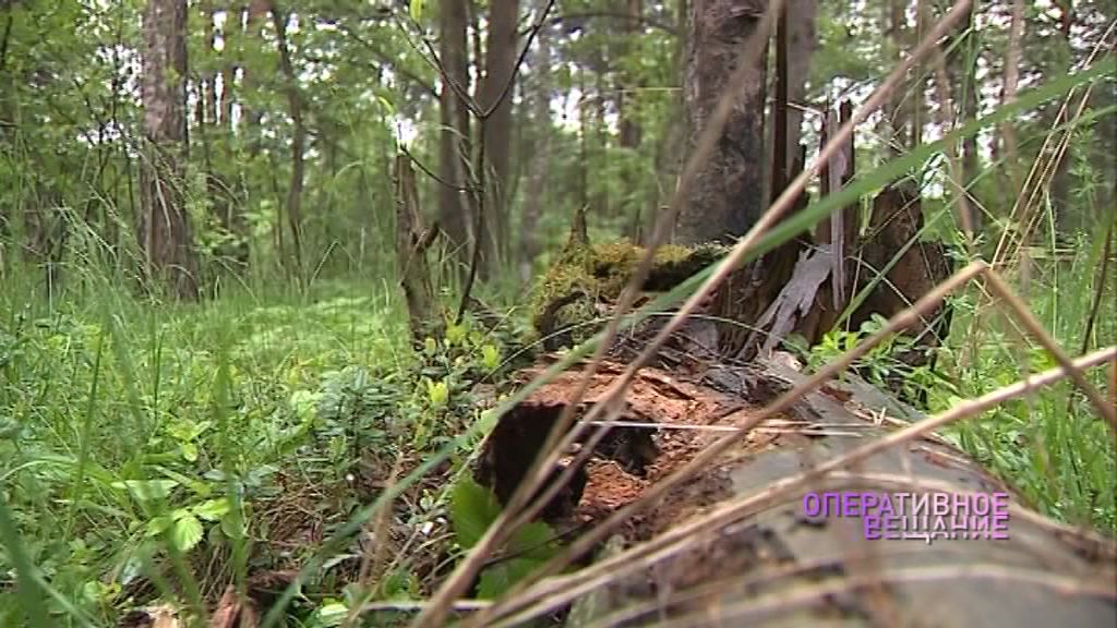 Власти проведут расследование по факту обнаружения незаконной свалки в районе Туношны