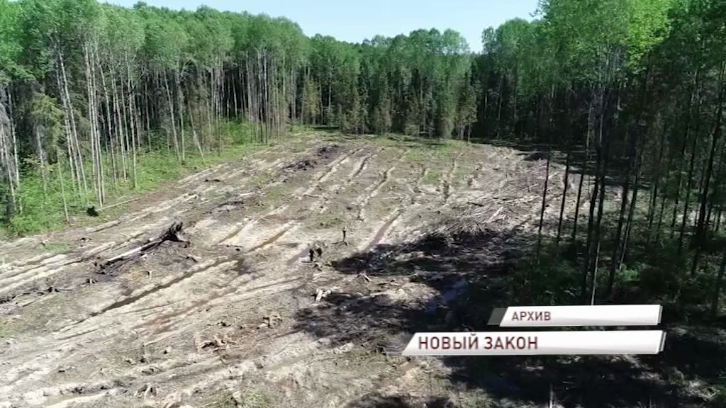 Владимир Путин подписал закон о лесопроизводстве и лесовосстановлении